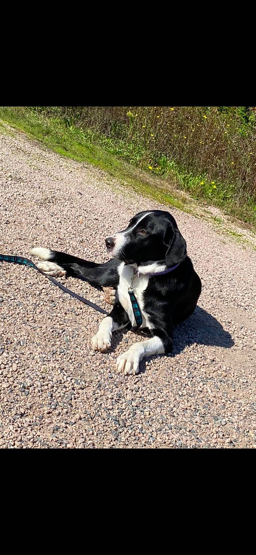 Filou a rejoint le concours — aidez-le/la à gagner de superbes lots ! asphalt, canidae, carnivore, companion_dog, dog, dog_breed, grass, non_sporting_group, paw, plant, puppy, road_surface, shadow, snout, soil, sporting_group, tail, tar, working_animal, working_dog