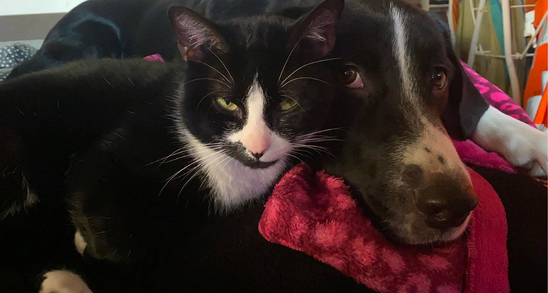 Filou a rejoint le concours — aidez-le/la à gagner de superbes lots ! black_cat, carmine, carnivore, cat, cat_supply, collar, comfort, companion_dog, dog, dog_breed, domestic_short_haired_cat, felidae, fur, grass, paw, pet_supply, small_to_medium_sized_cats, snout, sporting_group, whiskers