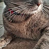 Mia joined the competition — help win amazing prizes! cat, tabby, pet, animal, feline, portrait, close_up, whiskers, eyes, paws, collar, bell, fur, gray_fur, brown_fur, sitting, lying_down, indoors, floor, cute