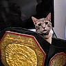 Mia joined the competition — help win amazing prizes! cat, feline, pet, animal, portrait, championship_belt, wrestling_belt, gold, red_trim, collar, whiskers, ears, face, indoor, dark_background, close_up, sitting, peeking, dramatic_lighting, humorous
