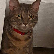 Mia joined the competition — help win amazing prizes! cat, tabby, pet, animal, feline, collar, red_collar, sitting, upright, wide_eyed, green_eyes, whiskers, striped_fur, short_hair, portrait, indoors, doorway, wood_floor, closeup, alert