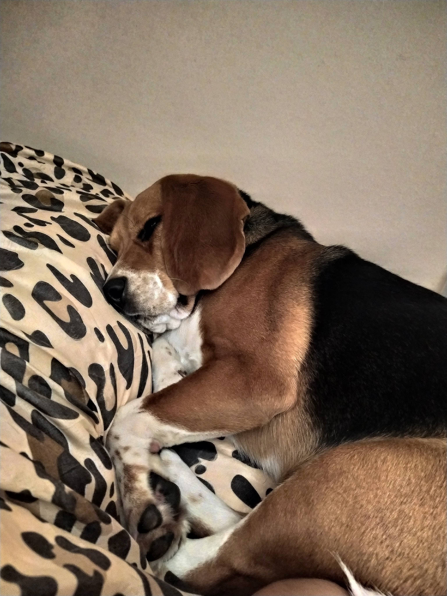 Poggy a rejoint le concours — aidez-le/la à gagner de superbes lots ! canidae, carnivore, companion_dog, dog, dog_breed, fawn, mammal, puppy, snout, sporting_group, vertebrate