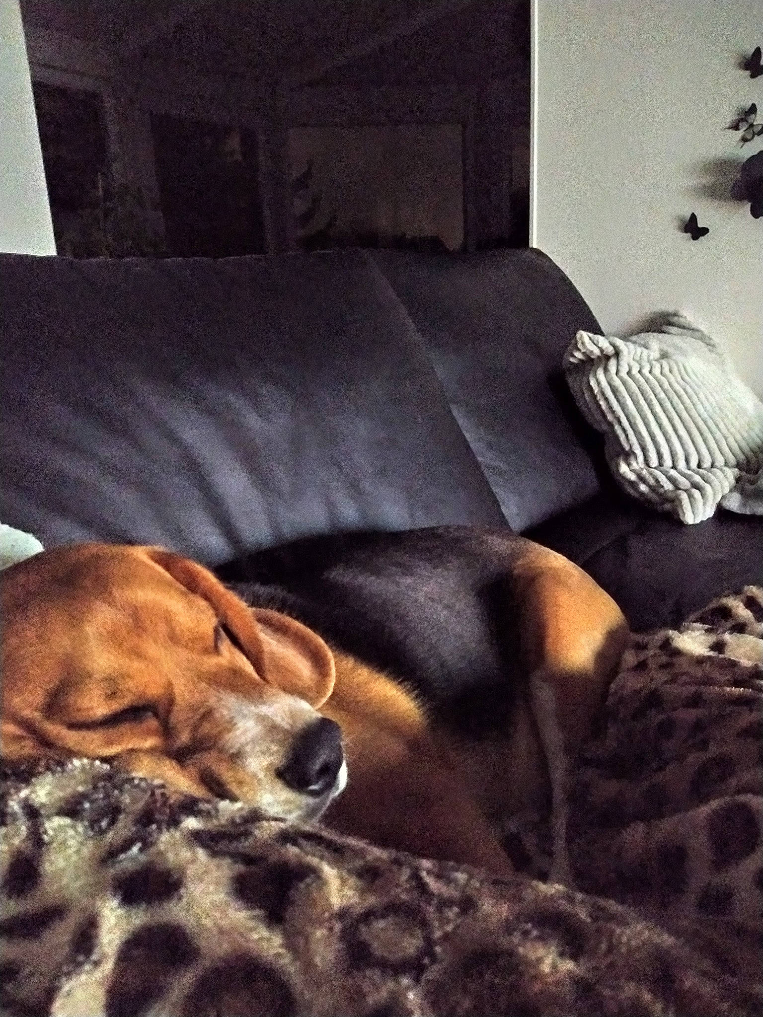 Poggy a rejoint le concours — aidez-le/la à gagner de superbes lots ! bed, bedroom, canidae, carnivore, comfort, coonhound, dog, dog_breed, furniture, nap, room, snout