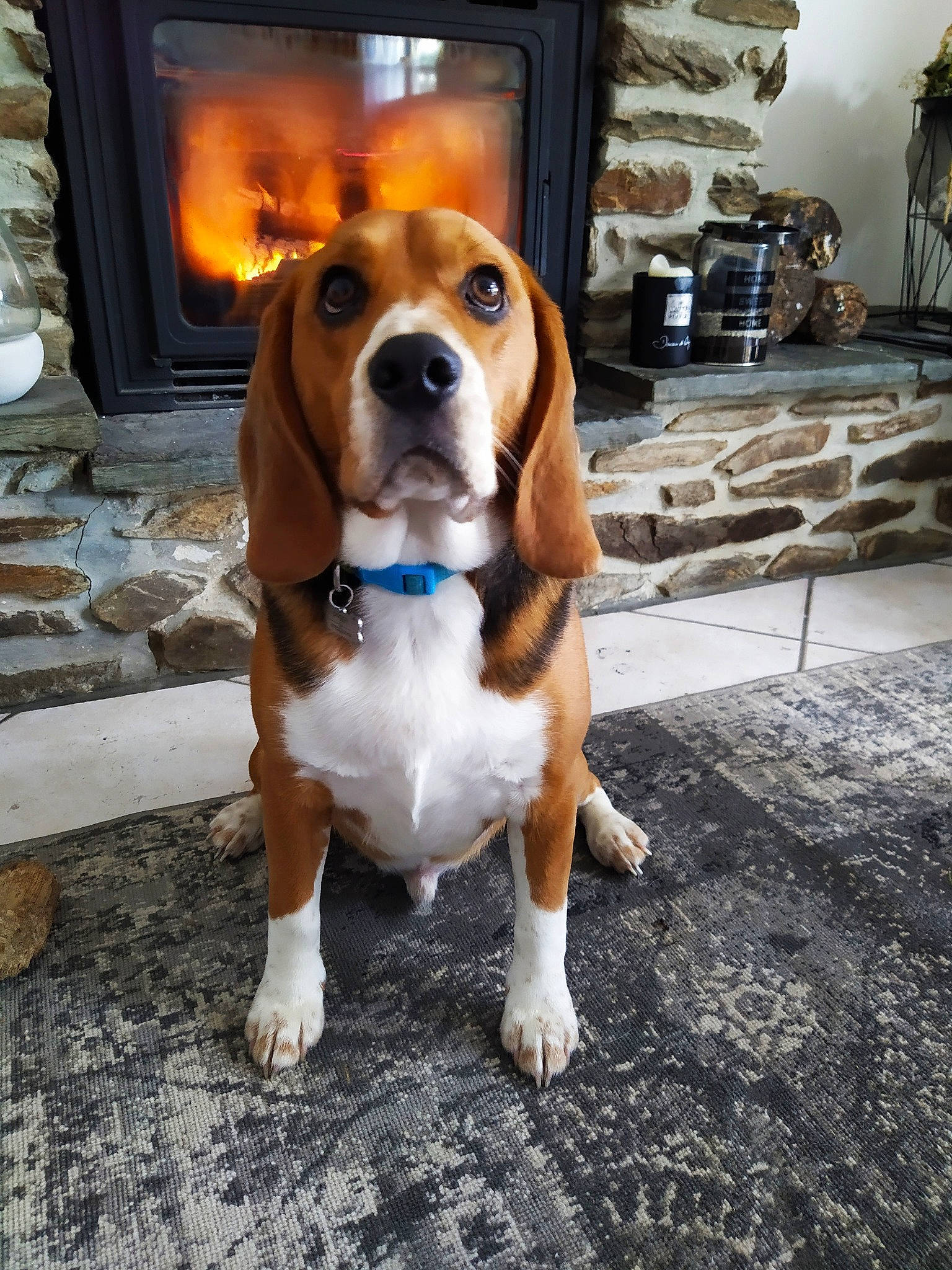 Poggy participe au concours pour gagner de l'argent avec cette photo : american_foxhound, basset_artesien_normand, basset_hound, beagle, beagle_harrier, canidae, carnivore, companion_dog, dog, dog_breed, estonian_hound, finnish_hound, grand_anglo_francais_tricolore, hound, mammal, scent_hound, schweizer_laufhund, serbian_tricolour_hound, snout, vertebrate