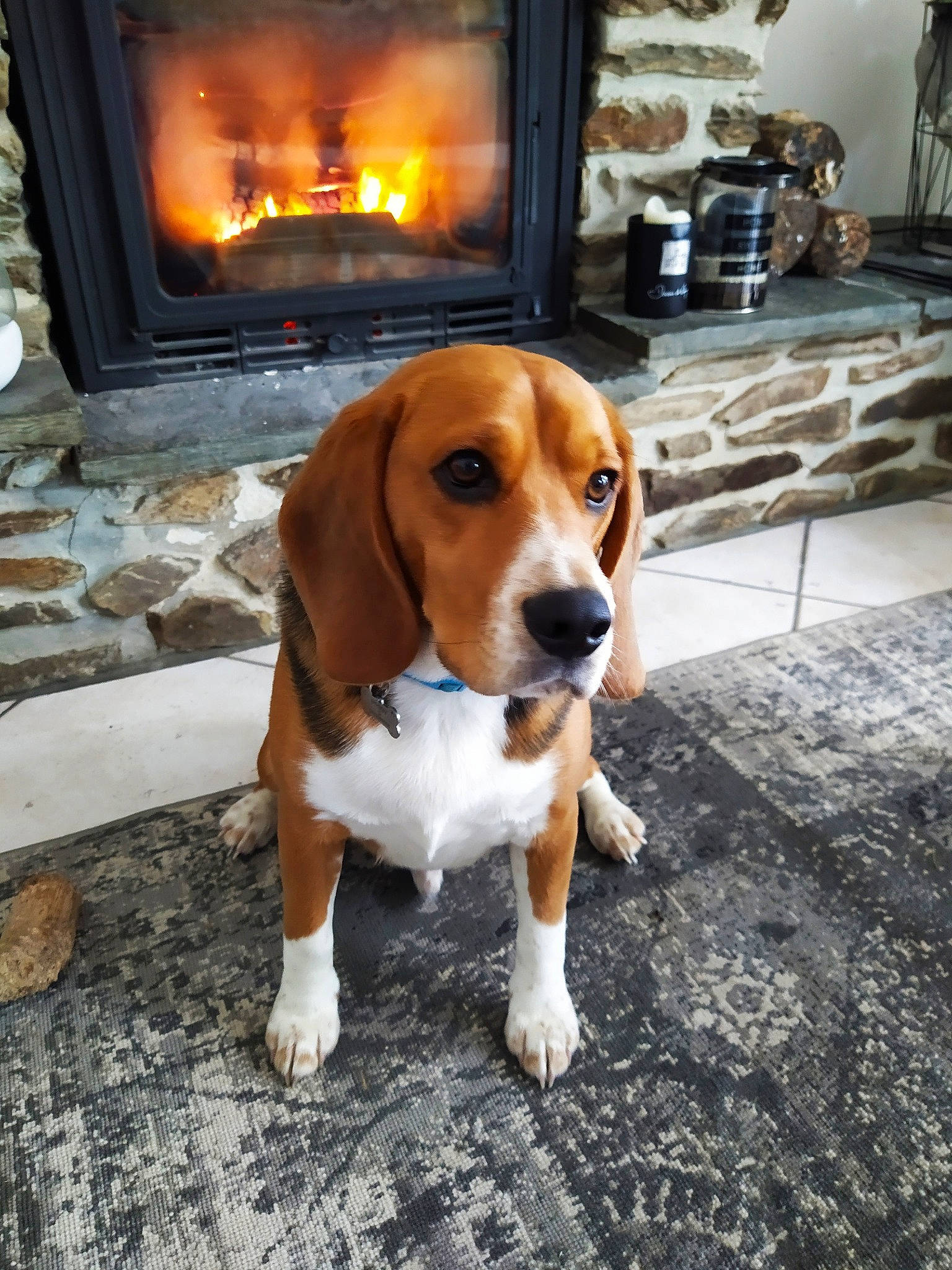 Poggy a rejoint le concours — aidez-le/la à gagner de superbes lots ! american_foxhound, basset_artesien_normand, beagle, beagle_harrier, canidae, carnivore, dog, dog_breed, english_foxhound, estonian_hound, finnish_hound, grand_anglo_francais_tricolore, hamiltonstovare, harrier, hound, mammal, posavac_hound, serbian_tricolour_hound, treeing_walker_coonhound, vertebrate