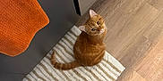 Mango joined the competition — help win amazing prizes! cat, ginger_cat, striped_rug, wooden_floor, orange_towel, cabinet, flooring, pet, indoor, curious, looking_up, black_shoes, pants, tail, ears, whiskers, home, domestic, animal, feline
