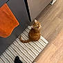 cat, ginger_cat, striped_rug, wooden_floor, orange_towel, cabinet, flooring, pet, indoor, curious, looking_up, black_shoes, pants, tail, ears, whiskers, home, domestic, animal, feline
