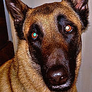 Trixie participe au concours pour gagner de l'argent avec cette photo : animal, cabinet, canine, closeup, collar, curious, dog, domestic, ears, eyes, face, floor, fur, german_shepherd, household, indoor, looking, mammal, pet, portrait