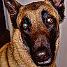 animal, cabinet, canine, closeup, collar, curious, dog, domestic, ears, eyes, face, floor, fur, german_shepherd, household, indoor, looking, mammal, pet, portrait