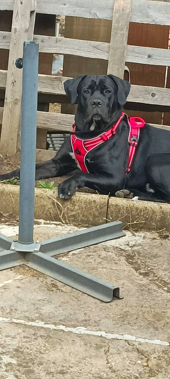 Gabriel participe au concours pour gagner de l'argent avec cette photo : canidae, carnivore, collar, companion_dog, dog, dog_agility, dog_breed, dog_collar, dog_supply, fence, guard_dog, gun_dog, leash, personal_protective_equipment, pet_supply, retriever, snout, sporting_group, wood, working_animal