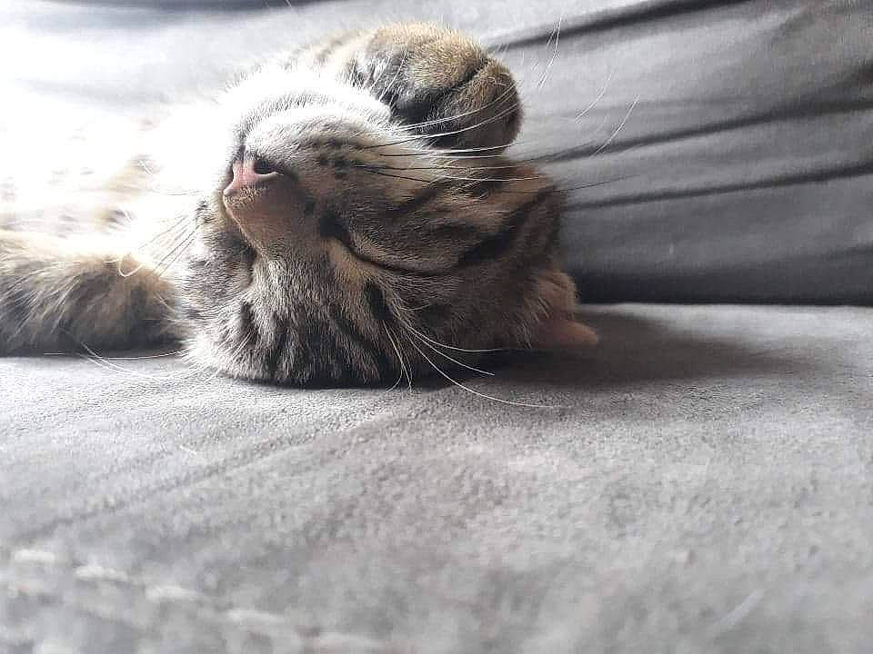 Georges participe au concours pour gagner de l'argent avec cette photo : carnivore, cat, close_up, comfort, domestic_short_haired_cat, eye, fawn, felidae, flooring, foot, fur, grey, paw, small_to_medium_sized_cats, snout, tail, terrestrial_animal, textile, whiskers, wood