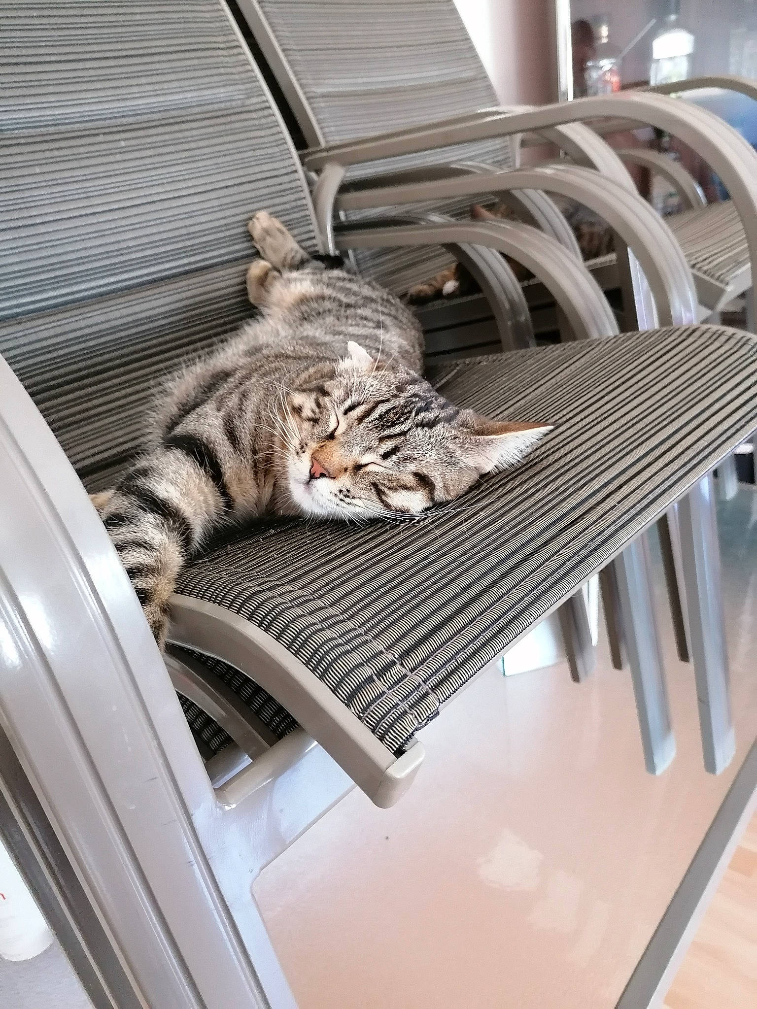 Georges participe au concours pour gagner de l'argent avec cette photo : automotive_design, automotive_exterior, automotive_lighting, automotive_tire, carnivore, cat, comfort, felidae, fender, grille, hood, motor_vehicle, personal_luxury_car, rim, small_to_medium_sized_cats, vehicle, vehicle_door, wheel, whiskers, wood