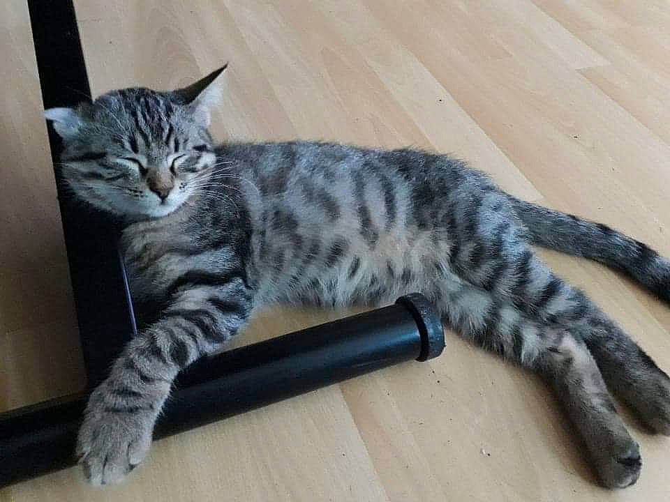 Georges participe au concours pour gagner de l'argent avec cette photo : balance, carnivore, cat, claw, domestic_short_haired_cat, felidae, flooring, foot, fur, hardwood, mammal, paw, small_to_medium_sized_cats, snout, tail, terrestrial_animal, whiskers, wood