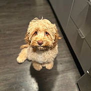 Bodin is registered to the contest to win money with this photo: adorable, animal, brown, calm, canine, companion, curious, cute, dog, domestic, floor, fluffy, fur, indoor, indoor_lighting, looking_up, pet, puppy, waiting, young