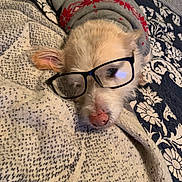 Henry joined the competition — help win amazing prizes! animal, blanket, comfort, cozy, cute, dog, ear, fabric, face, fur, glasses, indoors, nostril, patterned, pet, portrait, resting, sleeping, sweater, wearing