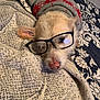 animal, blanket, comfort, cozy, cute, dog, ear, fabric, face, fur, glasses, indoors, nostril, patterned, pet, portrait, resting, sleeping, sweater, wearing