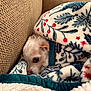 blanket, comfort, corner, couch, cozy, cute, dog, fabric, fur, furniture, indoor, pattern, pet, relaxing, resting, sleepy, small_dog, snuggled, warm, white_dog