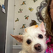 Roscoe joined the competition — help win amazing prizes! dog, small_dog, white_dog, pet, indoor, person_partial, wallpaper, clock, curious, closeup, cute, hair_roller, animal, companion, furry, face, ears, collar, home, cozy