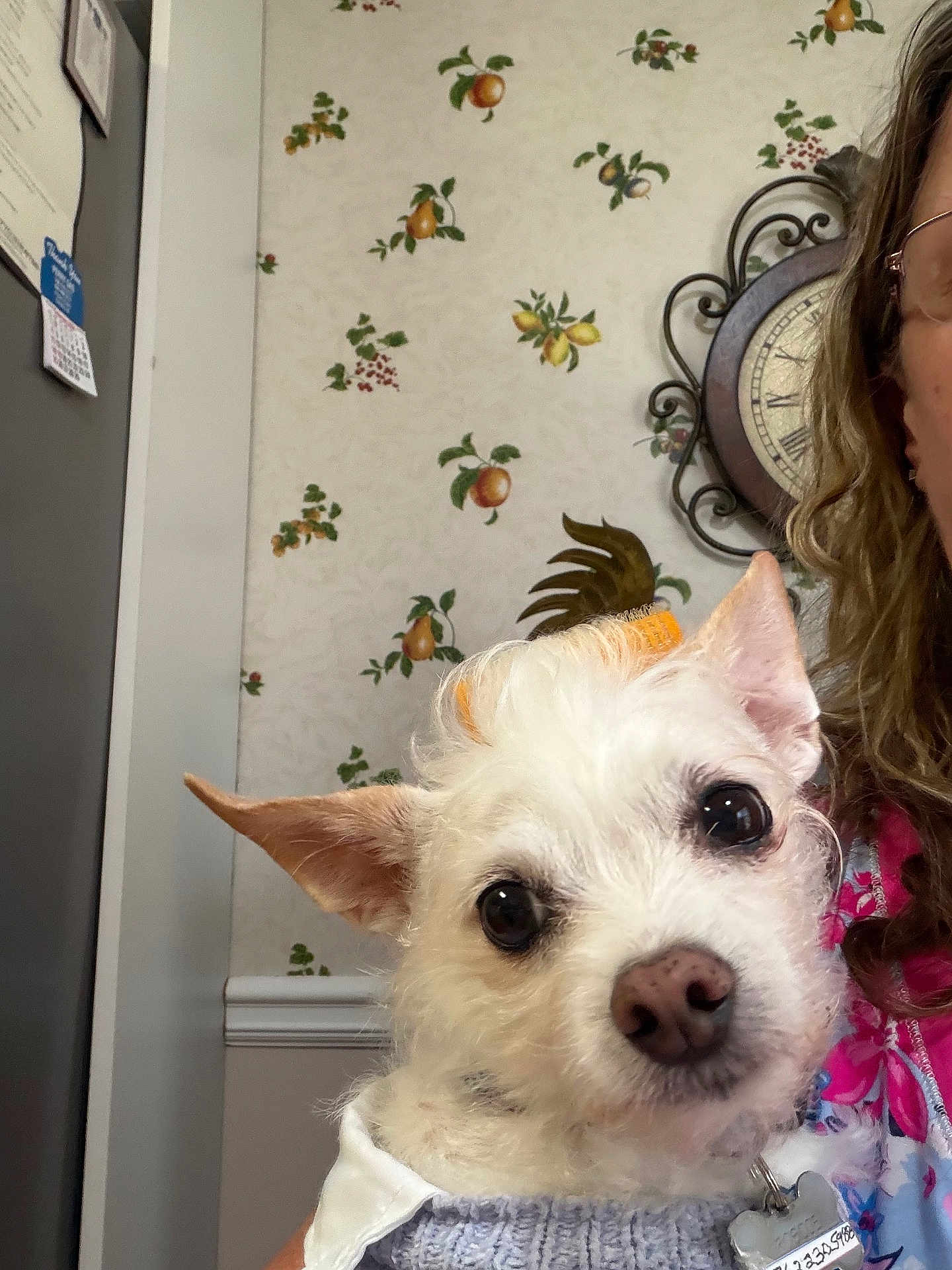 Roscoe joined the competition — help win amazing prizes! dog, small_dog, white_dog, pet, indoor, person_partial, wallpaper, clock, curious, closeup, cute, hair_roller, animal, companion, furry, face, ears, collar, home, cozy