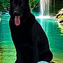 animal, ball, black_dog, canine, dog, forest, greenery, lake, landscape, nature, outdoor, pet, playful, relaxing, rock, scenic, summer, tongue_out, water, waterfall