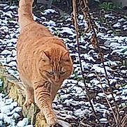 Lilou a rejoint le concours — aidez-le/la à gagner de superbes lots ! cat, orange_tabby, snow, outdoor, garden, plant_stem, winter, animal, feline, walking, nature, pet, balancing, cold, curious, mammal, fur, wildlife, daytime, ground