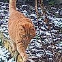 cat, orange_tabby, snow, outdoor, garden, plant_stem, winter, animal, feline, walking, nature, pet, balancing, cold, curious, mammal, fur, wildlife, daytime, ground