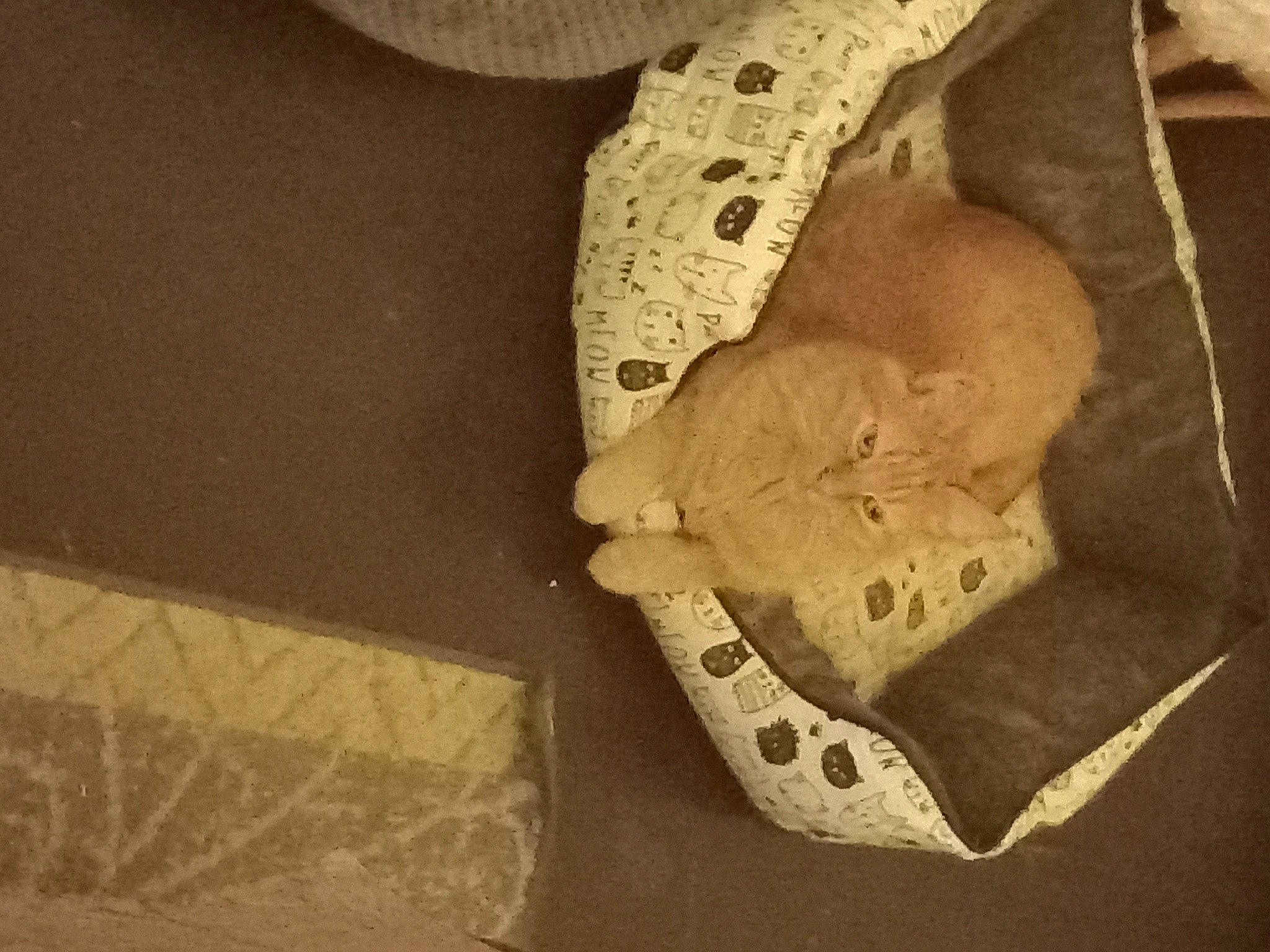 Lilou a rejoint le concours — aidez-le/la à gagner de superbes lots ! anthropology, art, artifact, bone, carmine, circle, creative_arts, fashion_accessory, font, jaw, paper, paper_product, pattern, skeleton, skull, soil, still_life_photography, tints_and_shades, visual_arts, wood