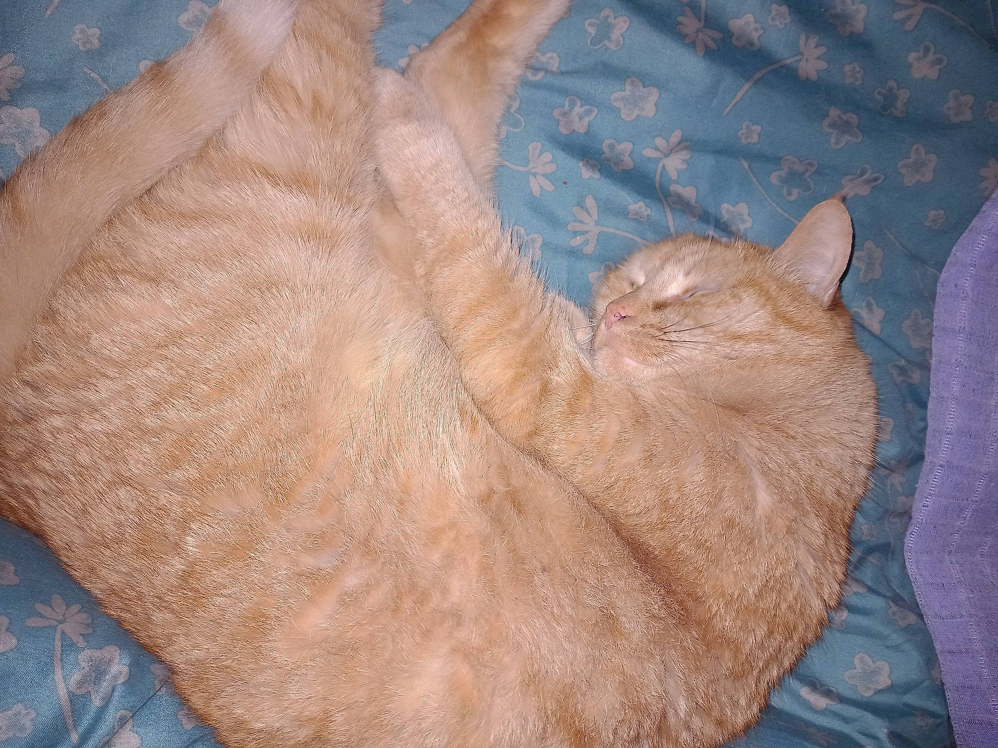 Lilou a rejoint le concours — aidez-le/la à gagner de superbes lots ! carnivore, cat, cat_bed, cat_supply, comfort, domestic_short_haired_cat, fawn, felidae, fur, linens, liver, nap, paw, sleep, small_to_medium_sized_cats, snout, tail, terrestrial_animal, whiskers, wrinkle