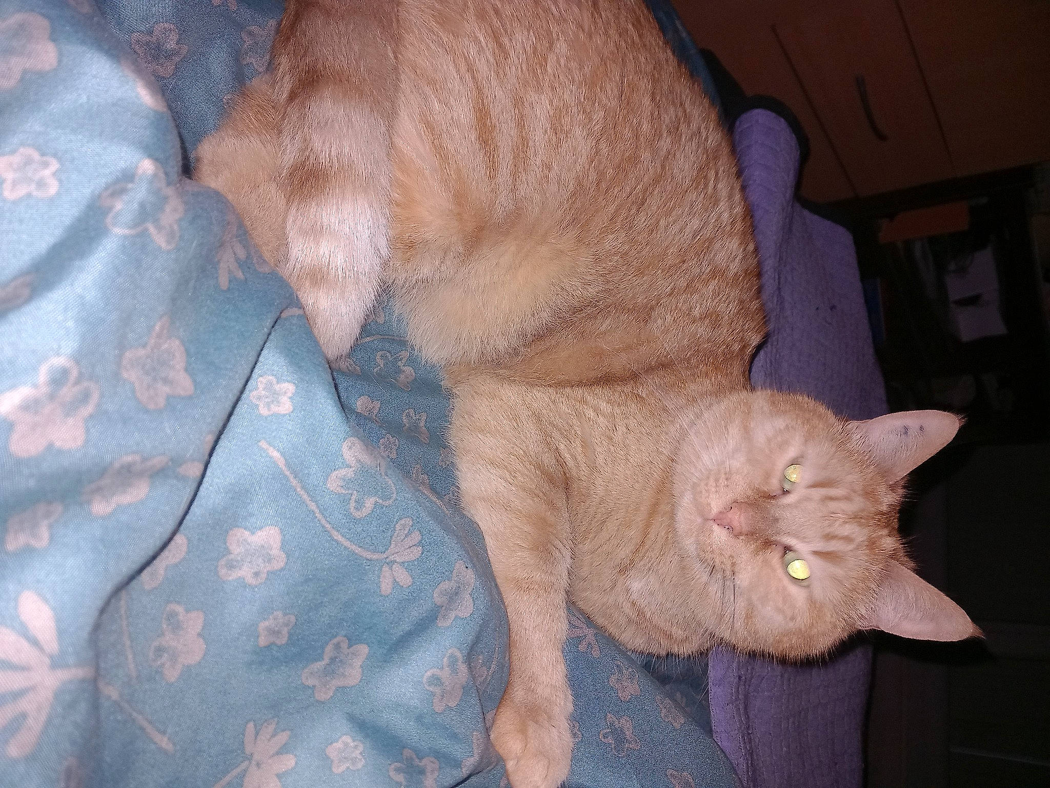 Lilou participe au concours pour gagner de l'argent avec cette photo : carnivore, cat, claw, comfort, dog_breed, domestic_short_haired_cat, fawn, felidae, fur, liver, paw, small_to_medium_sized_cats, snout, tail, terrestrial_animal, whiskers, wood