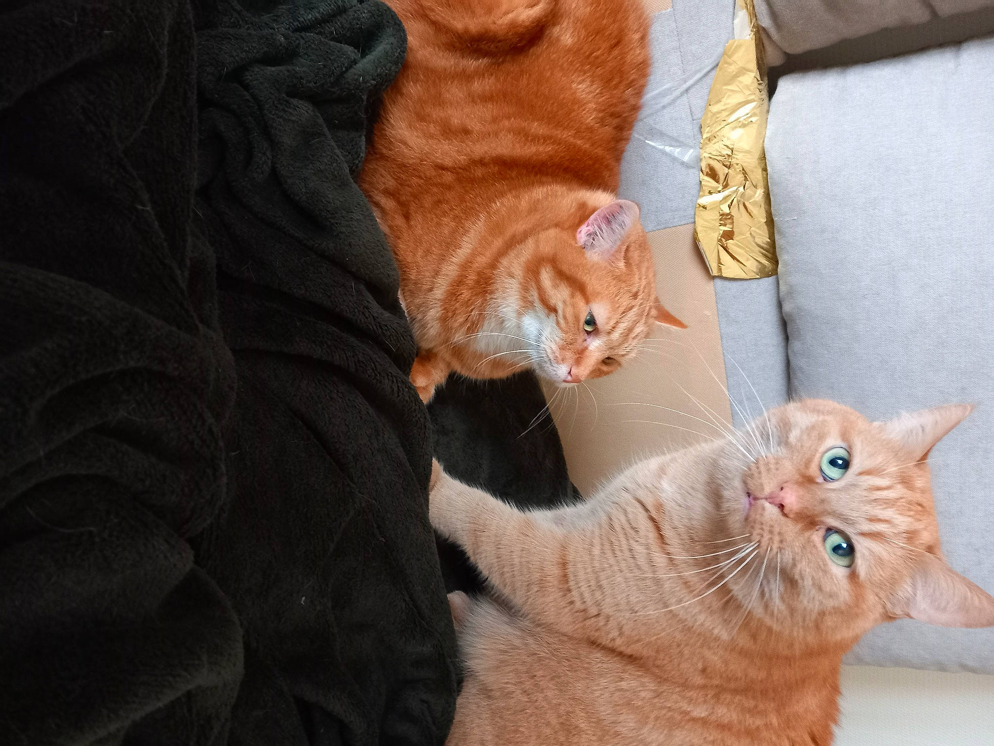 Rita participe au concours pour gagner de l'argent avec cette photo : carnivore, cat, claw, comfort, domestic_short_haired_cat, ear, fawn, felidae, foot, fur, gesture, human_leg, orange, paw, sitting, small_to_medium_sized_cats, snout, tail, whiskers, wood