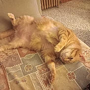 Rita participe au concours pour gagner de l'argent avec cette photo : cat, orange_cat, feline, pet, relaxed, lying_down, couch, upholstery, patterned_fabric, indoor, home, cozy, carpeted_floor, radiator, furniture, resting, cute, whiskers, paws, sleepy