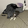 Nova is registered to the contest to win money with this photo: bed, blanket, cat, charger, cozy, domestic_cat, feline, gray_cat, indoor, pet, pile_of_blankets, pillow, plush_toy, power_outlet, relaxed, remote_control, stretching, textured_bedspread, wall, white_paws