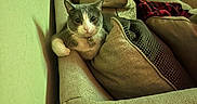 Nova is registered to the contest to win money with this photo: animal, cat, chair, collar, couch, cozy, curious, cushion, domestic, furniture, grey_cat, home, indoor, pet, plush_toy, relaxing, seated, soft_lighting, teddy_bear, white_cat
