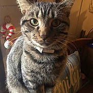 Little Bit is registered to the contest to win money with this photo: animal, cat, chair, close_up, collar, cozy, cute, domestic_animal, feline, fur, furniture, green_eyes, household, indoor, mammal, pet, portrait, sitting, tabby_cat, whiskers
