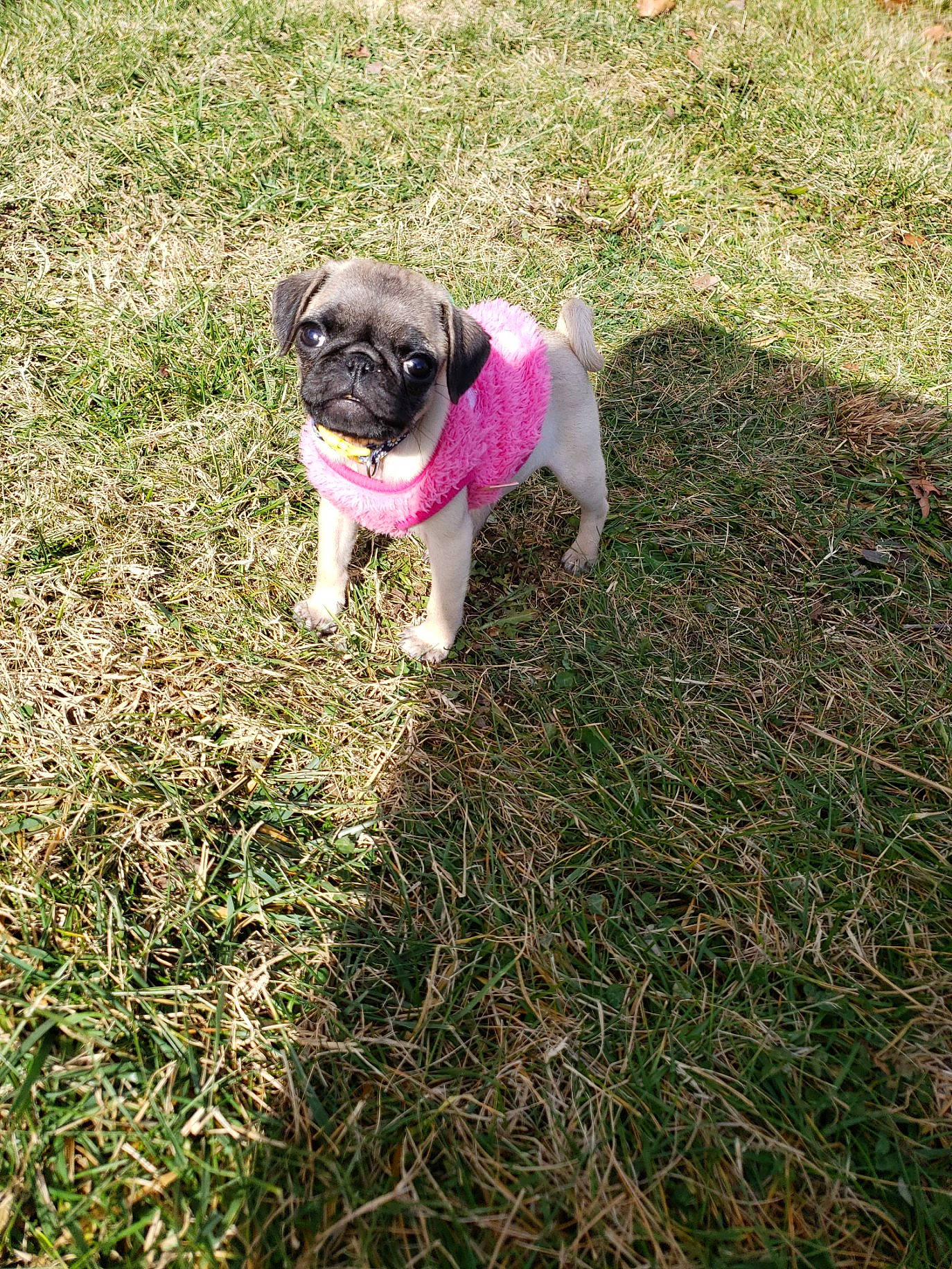 Lilly Mae is registered to the contest to win money with this photo: canidae, carnivore, companion_dog, dog, dog_breed, fawn, garden_hose, grass, grass_family, groundcover, lawn, plant, pug, snout, soil, sporting_group, tail, toy_dog, tree, working_animal