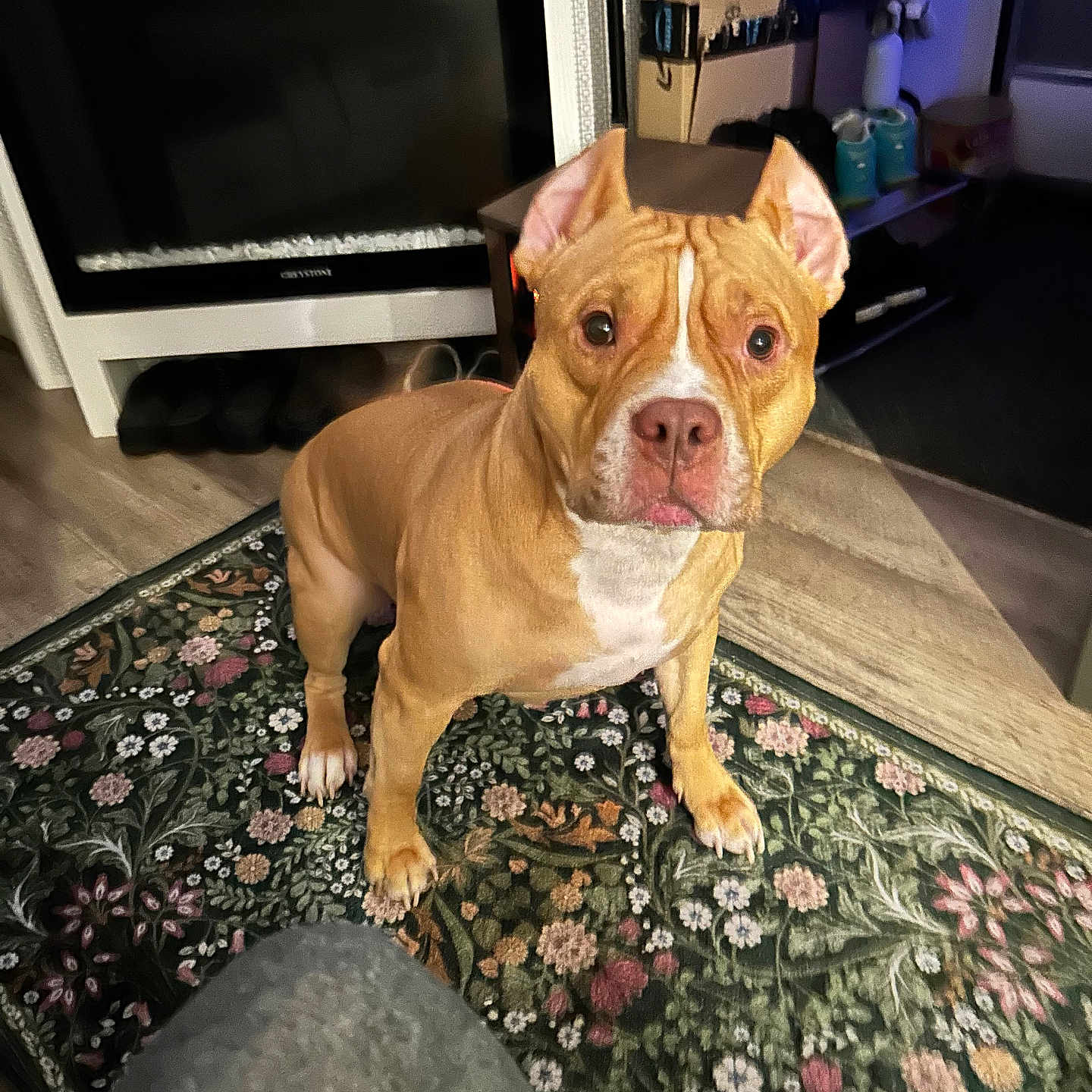 Sampson Lake is registered to the contest to win money with this photo: alert, animal, brown_dog, canine, carpet, curious, dog, domestic, ears, fireplace, floor, furniture, home, household, indoor, living_room, looking_up, mammal, pet, portrait