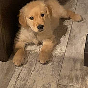 Oakley is registered to the contest to win money with this photo: puppy, dog, golden_retriever, floor, wooden_floor, indoor, pet, animal, cute, fur, young, resting, looking, adorable, companion, domestic, mammal, canine, home, curious