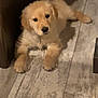 puppy, dog, golden_retriever, floor, wooden_floor, indoor, pet, animal, cute, fur, young, resting, looking, adorable, companion, domestic, mammal, canine, home, curious
