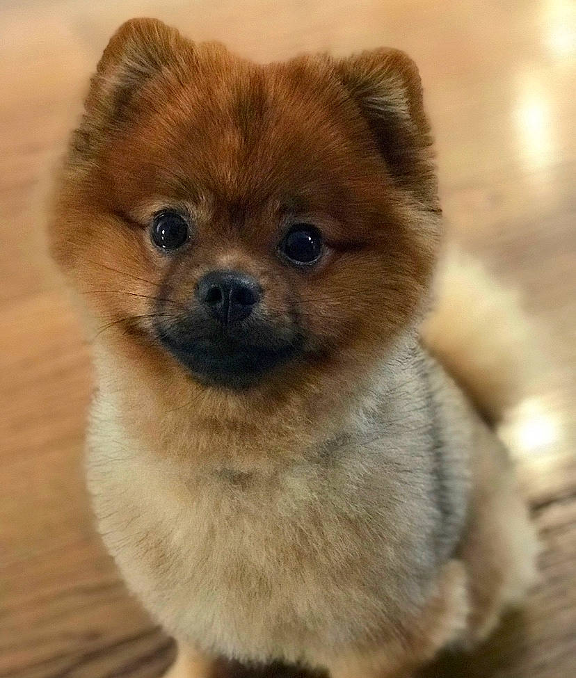 Noa participe au concours pour gagner de l'argent avec cette photo : ancient_dog_breeds, canidae, carnivore, close_up, companion_dog, dog, dog_breed, fawn, fur, non_sporting_group, sporting_group, terrestrial_animal, toy_dog, whiskers, wood, working_animal