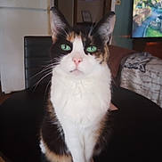 Captain Jack Sparrow joined the competition — help win amazing prizes! animal, calico, cat, chair, cozy, cute, decor, domestic, feline, fur, green_eyes, indoor, living_room, looking, pet, portrait, sitting, table, television, whiskers