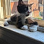 Sir Darryl is registered to the contest to win money with this photo: kitten, cat, black_and_white, feline, windowsill, sunlight, indoor, pet, whiskers, paws, curious, mesh_screen, daylight, young, animal, resting, closeup, domestic_cat, window, relaxed
