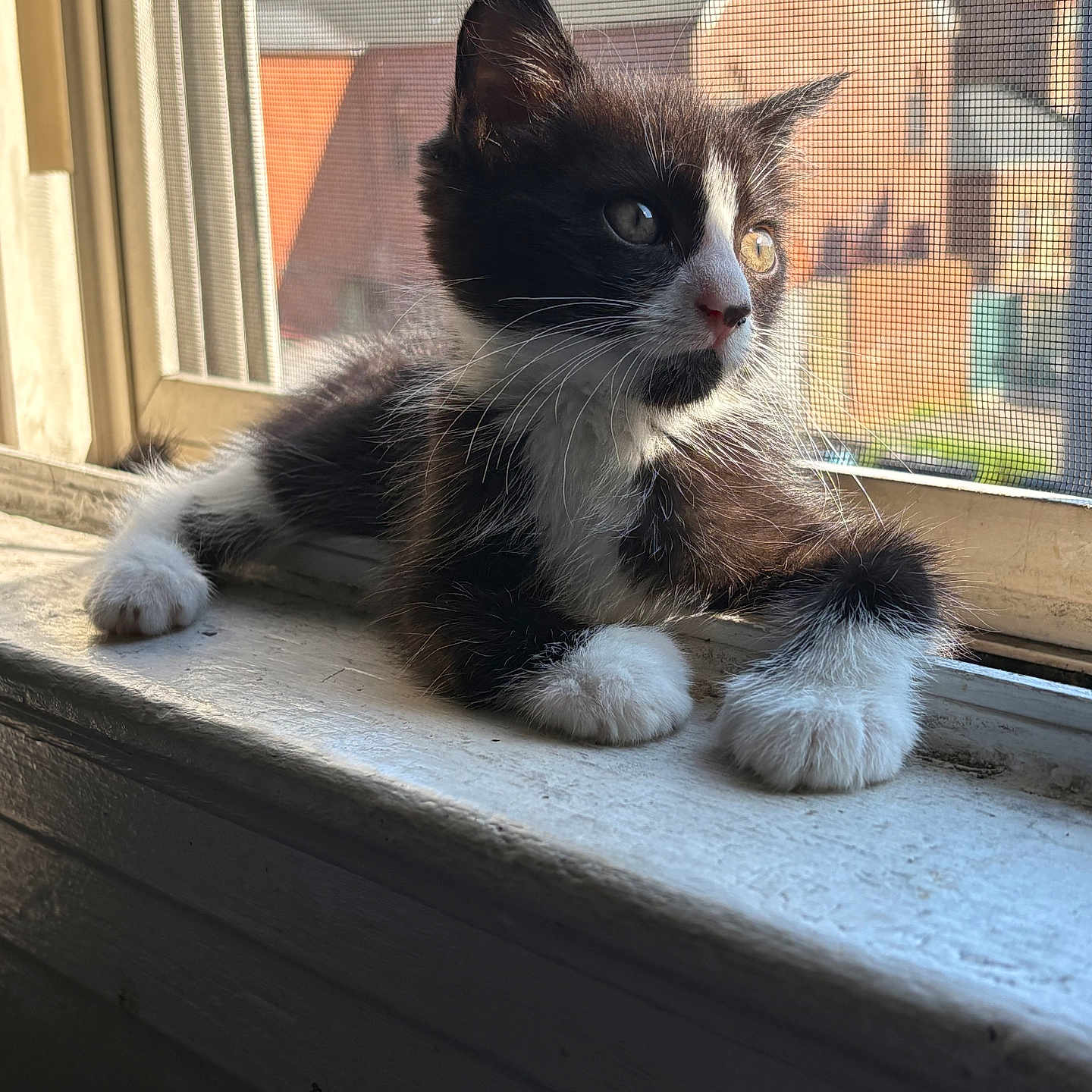 Sir Darryl is registered to the contest to win money with this photo: animal, black_and_white, cat, closeup, curious, daylight, domestic_cat, feline, indoor, kitten, mesh_screen, paws, pet, relaxed, resting, sunlight, whiskers, window, windowsill, young