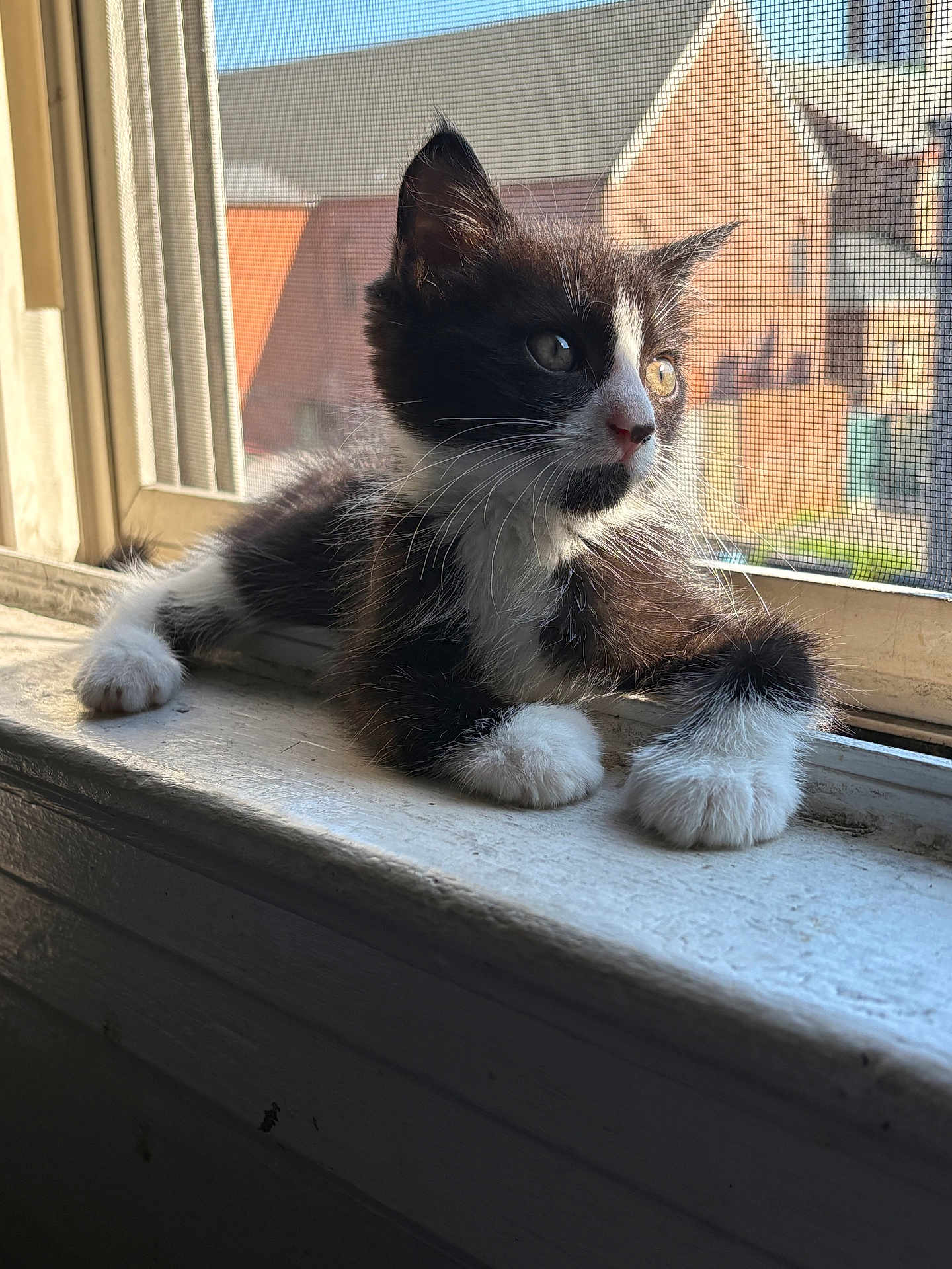 Sir Darryl is registered to the contest to win money with this photo: kitten, cat, black_and_white, feline, windowsill, sunlight, indoor, pet, whiskers, paws, curious, mesh_screen, daylight, young, animal, resting, closeup, domestic_cat, window, relaxed