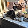 kitten, cat, black_and_white, windowsill, sunlight, indoor, pet, fur, whiskers, looking_outside, resting, young_cat, window_screen, daylight, domestic_animal, cute, animal, relaxed, side_view, house