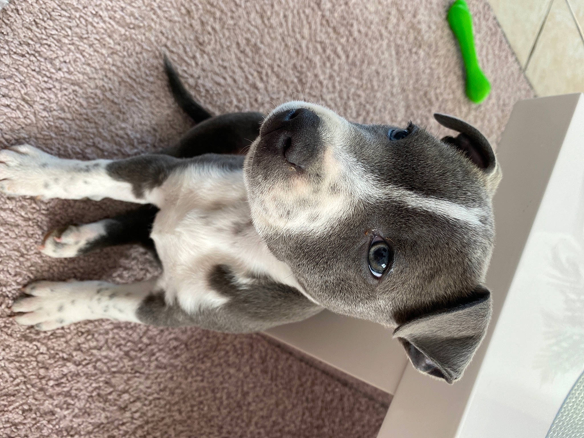 Rayzer a rejoint le concours — aidez-le/la à gagner de superbes lots ! canidae, carnivore, collar, companion_dog, dog, dog_breed, dog_collar, ear, fawn, grey, jaw, non_sporting_group, paw, pet_supply, snout, sporting_group, tail, terrestrial_animal, whiskers, working_animal