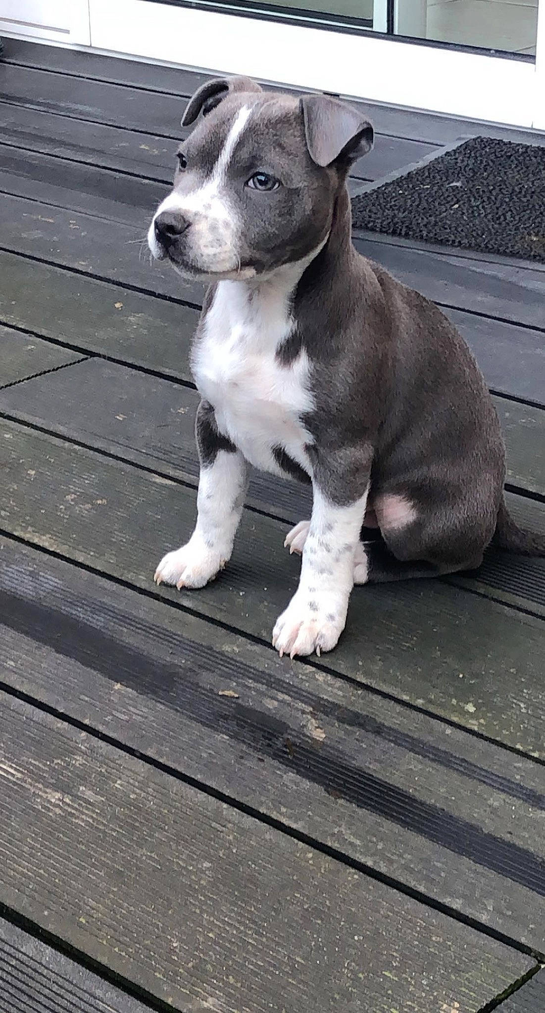 Rayzer a rejoint le concours — aidez-le/la à gagner de superbes lots ! canidae, carnivore, collar, companion_dog, dog, dog_breed, dog_collar, fawn, grey, grille, liver, metal, snout, sporting_group, street_dog, tail, terrestrial_animal, whiskers, wood, working_animal