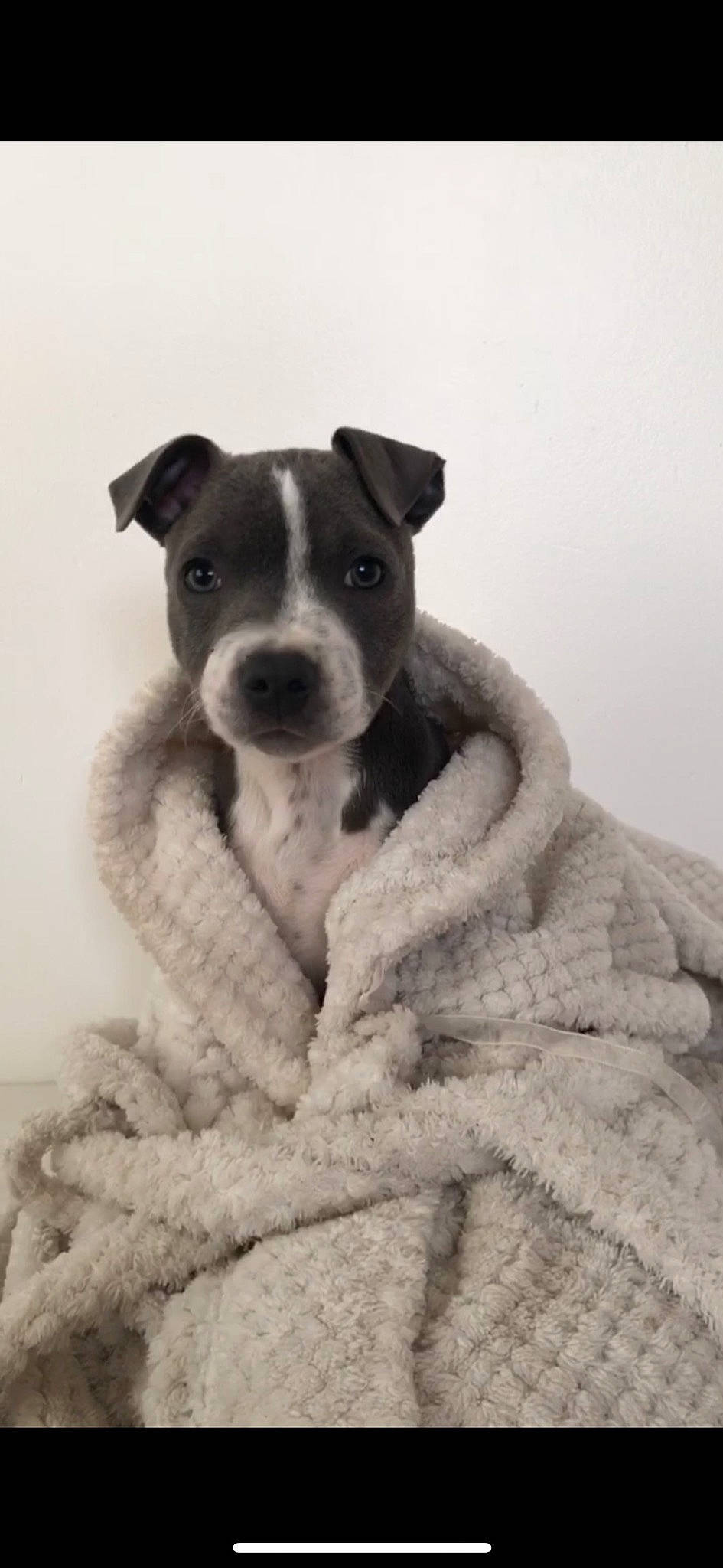 Rayzer participe au concours pour gagner de l'argent avec cette photo : art, canidae, carnivore, companion_dog, dog, dog_breed, eye, fawn, fur, grey, monochrome, monochrome_photography, non_sporting_group, puppy, snout, sporting_group, terrestrial_animal, whiskers, working_animal, working_dog