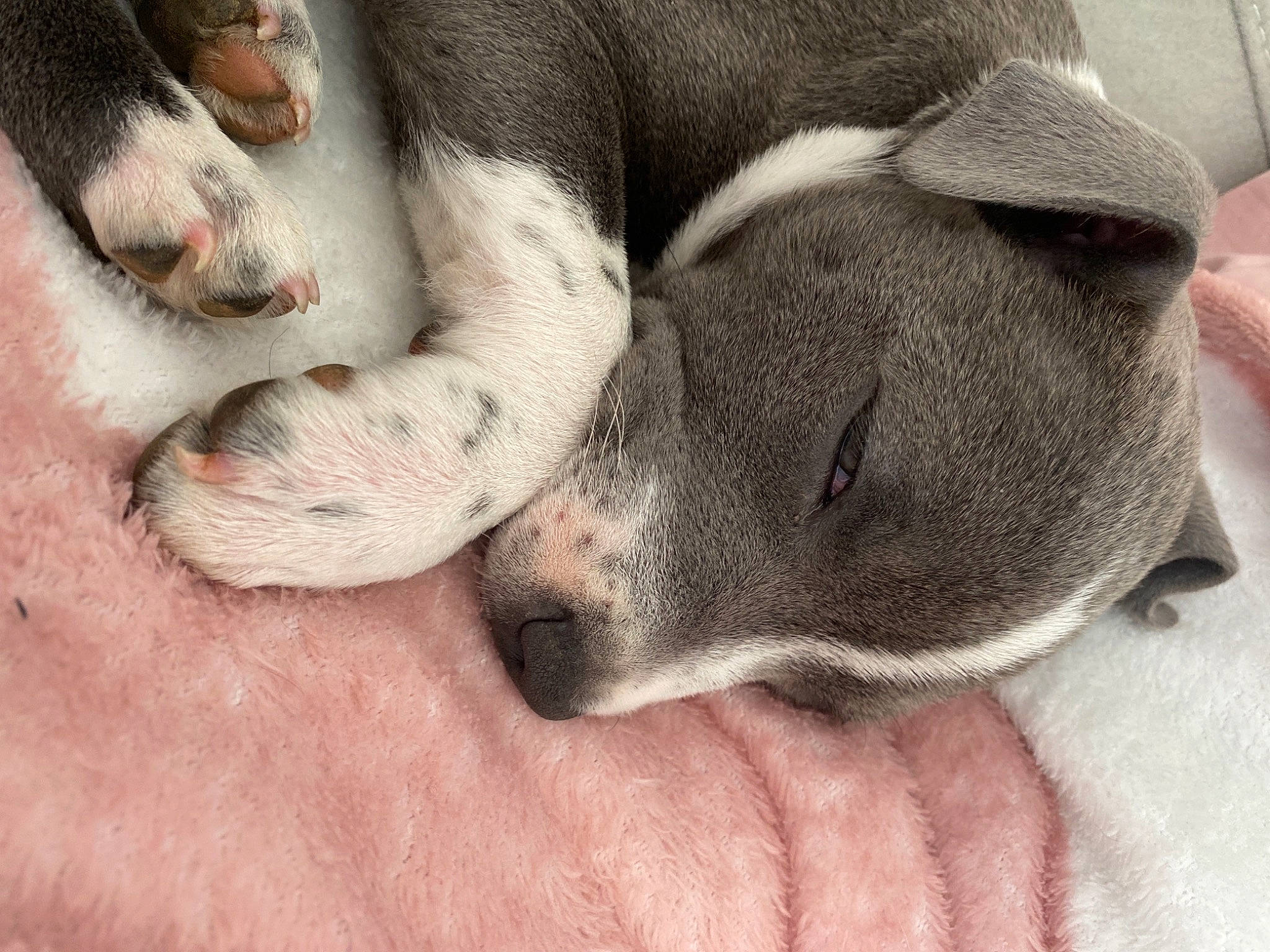 Rayzer a rejoint le concours — aidez-le/la à gagner de superbes lots ! canidae, carnivore, comfort, companion_dog, dog, dog_bed, dog_breed, fawn, fur, grey, nap, non_sporting_group, paw, sleep, snout, sporting_group, terrestrial_animal, whiskers, working_animal