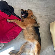 Roxie a rejoint le concours — aidez-le/la à gagner de superbes lots ! dog, german_shepherd, lying_down, tongue_out, playful, fur, pet, indoors, floor, blanket, red, black, light, wooden_floor, canine, animal, happy, cute, domestic_animal, relaxed