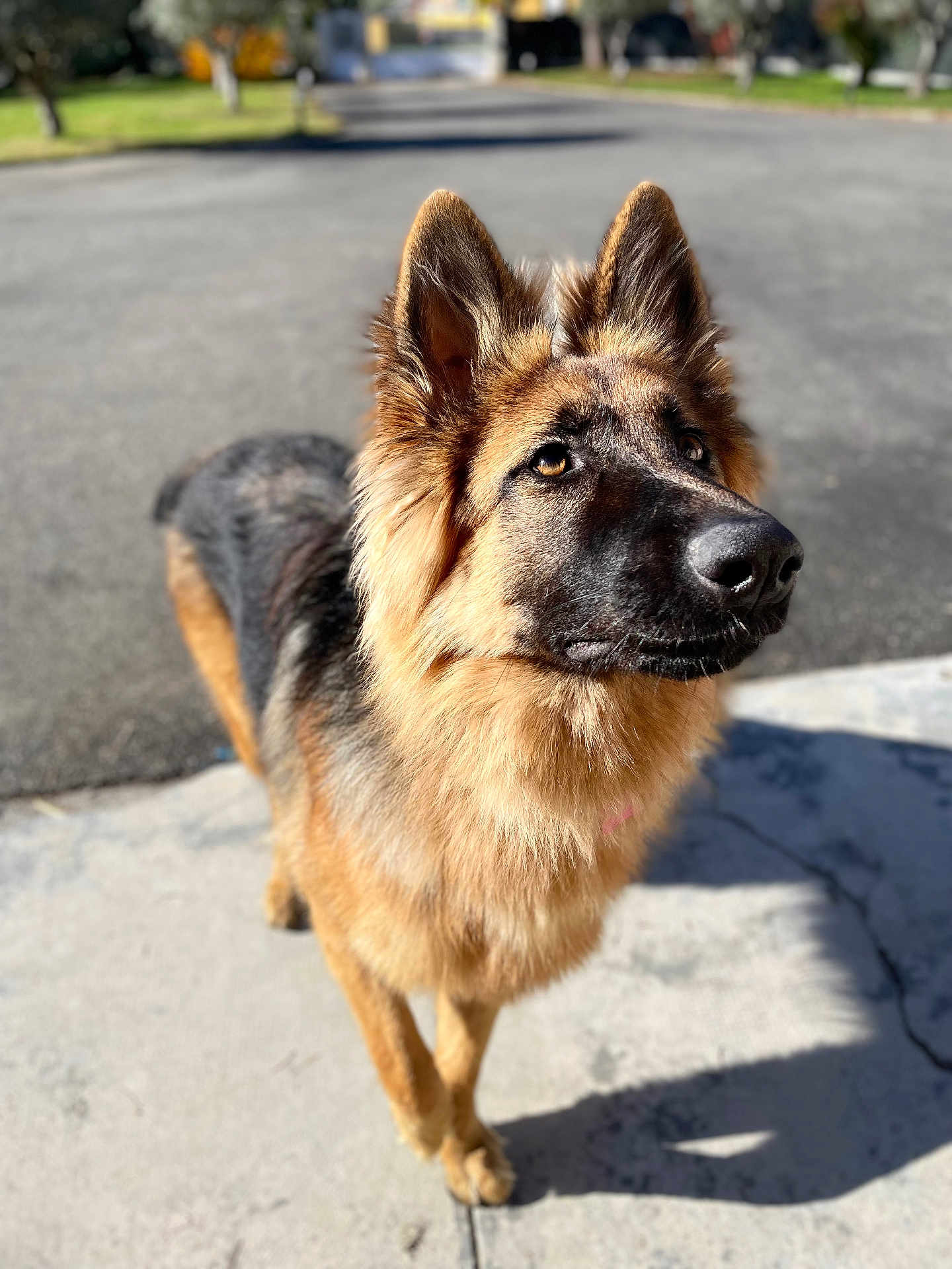 Roxie a rejoint le concours — aidez-le/la à gagner de superbes lots ! dog, german_shepherd, animal, pet, outdoor, sunlight, pavement, fur, ears, alert, canine, mammal, portrait, shadow, nature, daylight, closeup, standing, watchful, curious